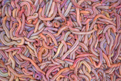 worms