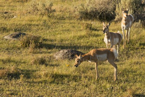 antelope american