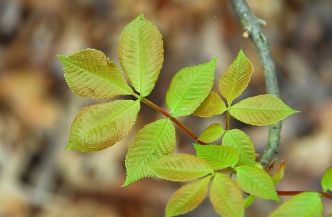 poison ivy