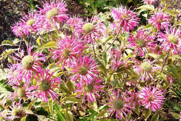 bee balm