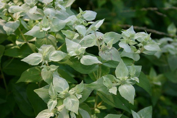 mountain-mint