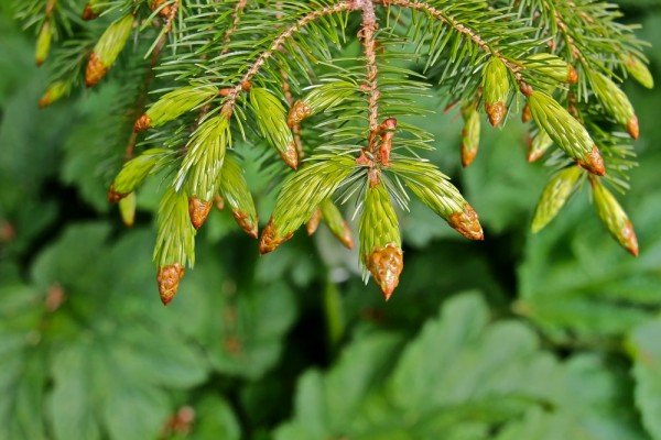 spruce tips