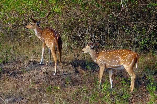 spotted-deer-597402_640