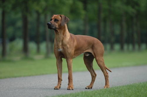 Rhodesian_ridgeback