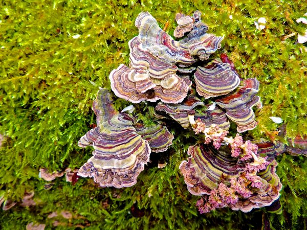 turkey tail