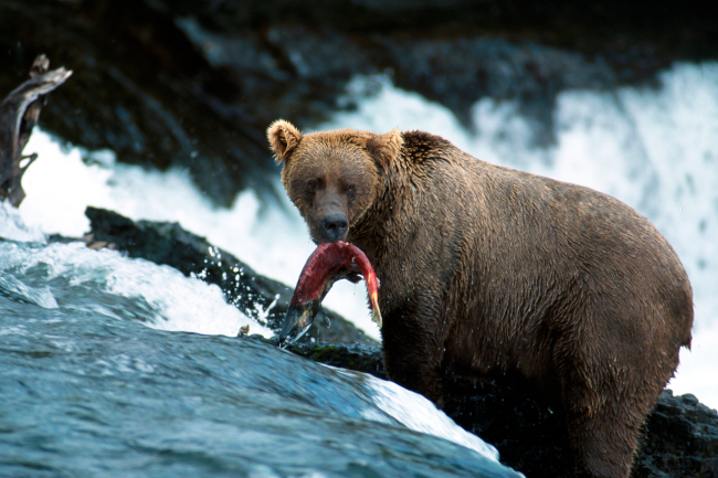 Grizzly bear