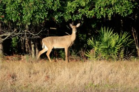 Anterless deer