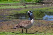 canadian geese