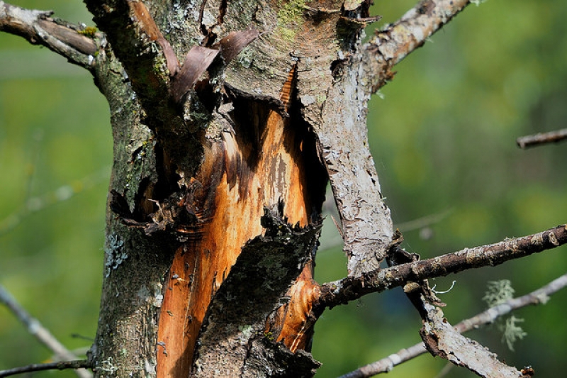 Tree bark