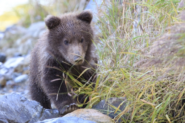 Fuzzy in tall grass.