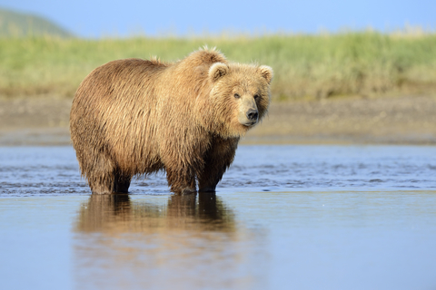 Big male grizzly