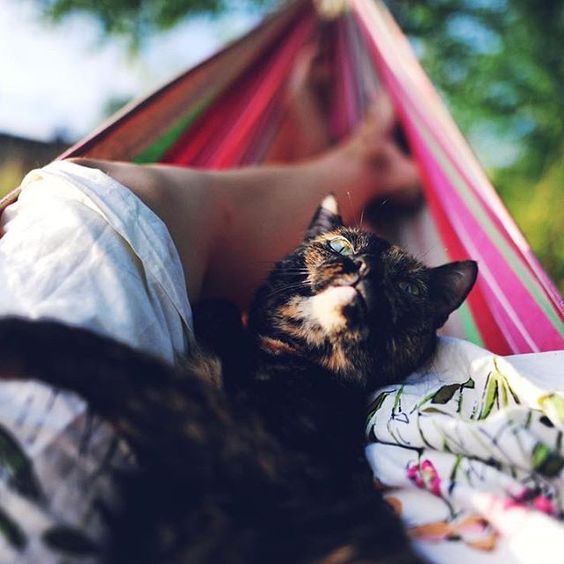 #CampingWithCats