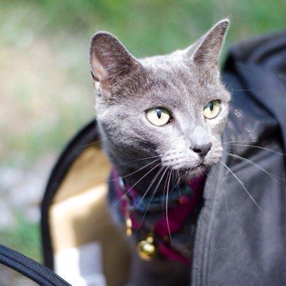 #CampingWithCats