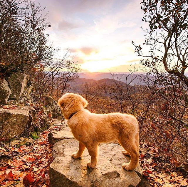 Camping With Dogs