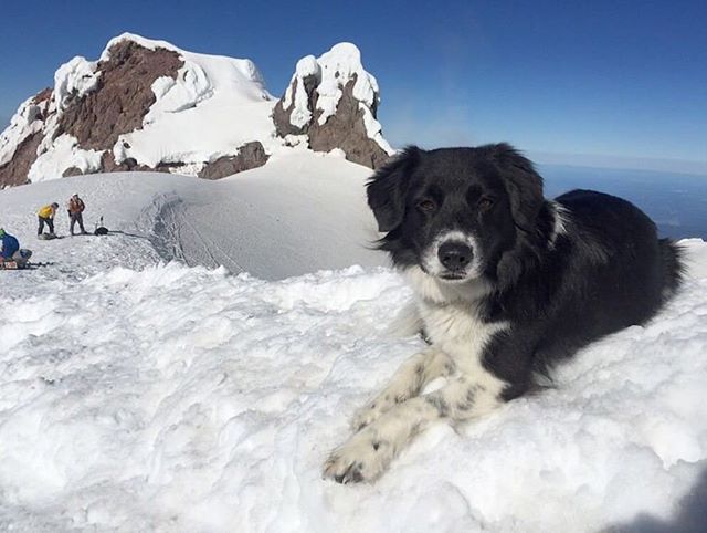 Camping With Dogs