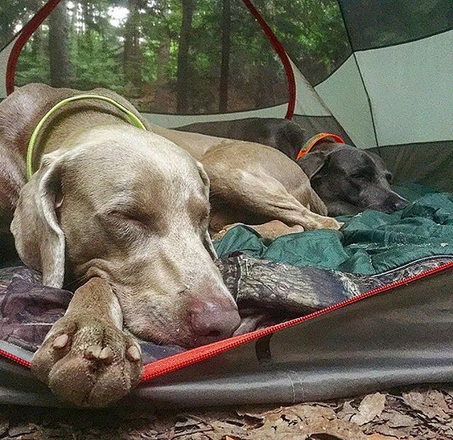 Camping With Dogs