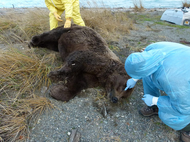 Katmai National Park