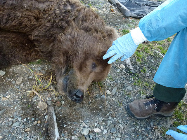 Katmai National Park