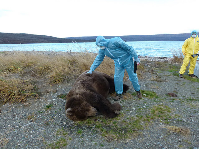 Katmai National Park