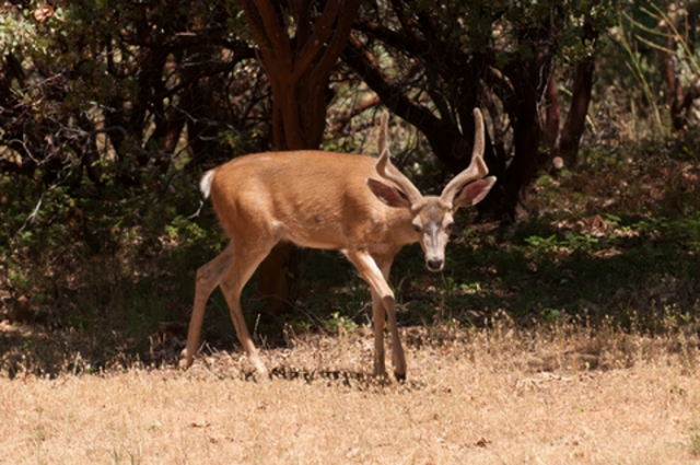 A leen blacktail deer seeks shade