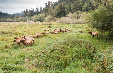 Okay boys, we got a lot of grass to eat before nightfall.