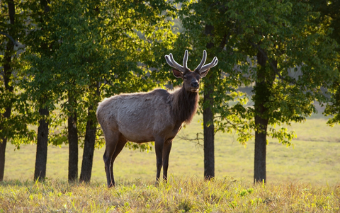 It's great to be an elk in the morning.