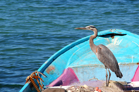 Day glow fishing boat