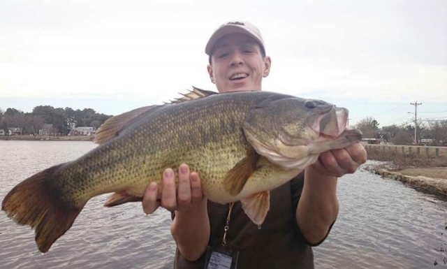 Largemouth Bass