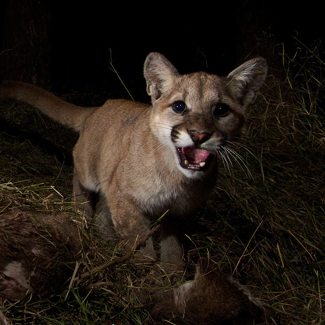 Mountain Lions of LA