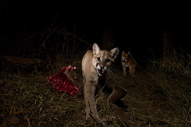 Mountain Lions of LA