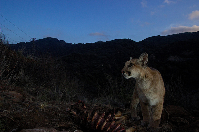 Mountain Lions of LA