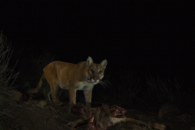 Mountain Lions of LA