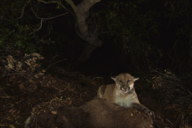 Mountain Lions of LA