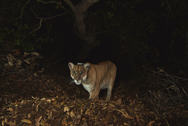 Mountain Lions of LA