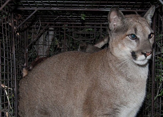 Mountain Lions of LA