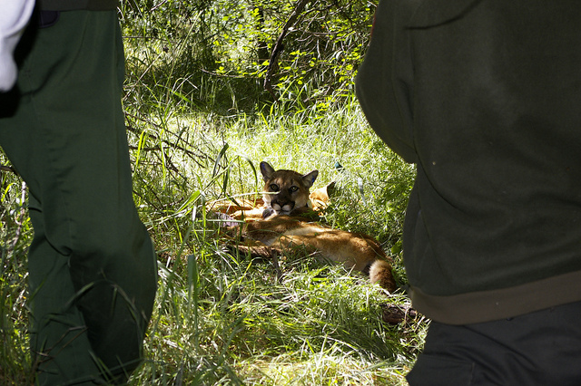 Mountain Lions of LA