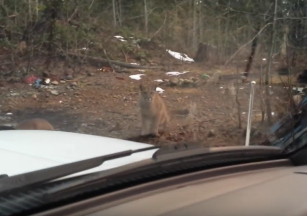 Mountain Lions