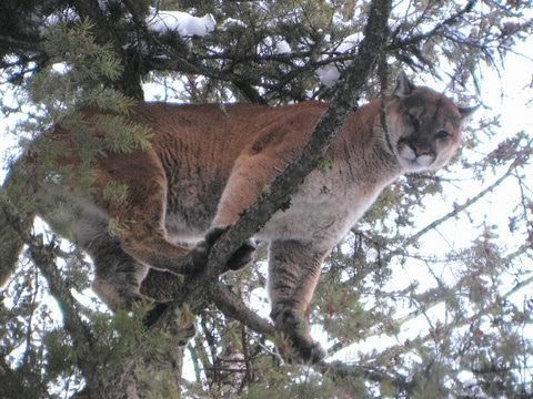 Mountain Lions