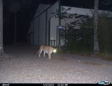 Mountain Lions