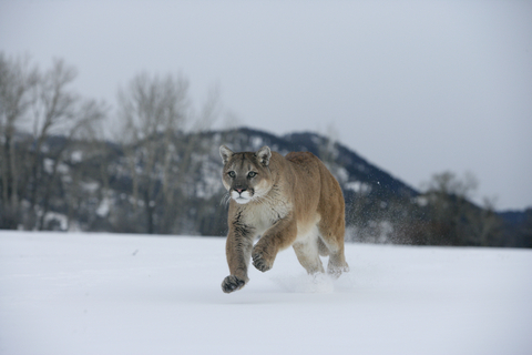 Mountain Lions