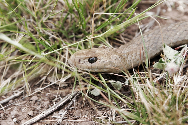 Eastern Brown Snake