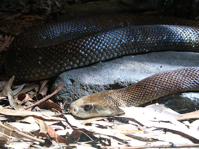 Coastal Taipan