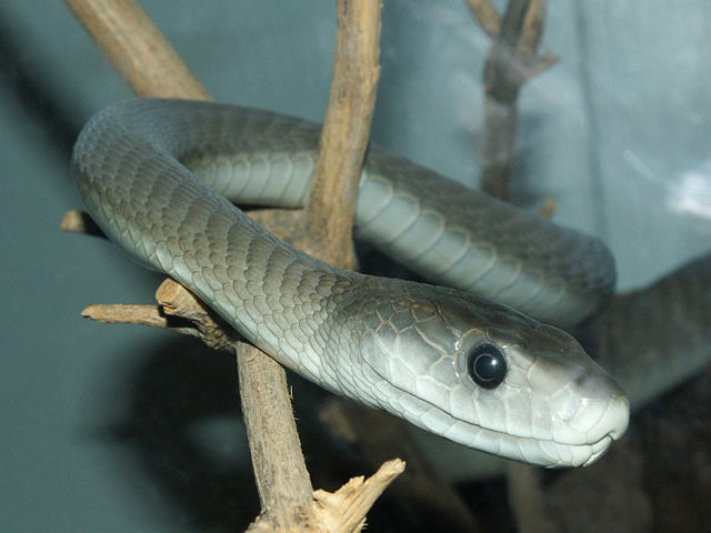 Black Mamba