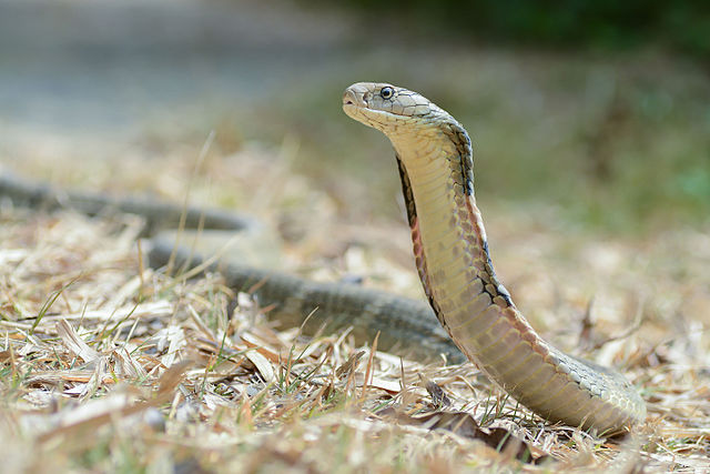 King Cobra