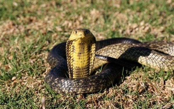 Forest Cobra